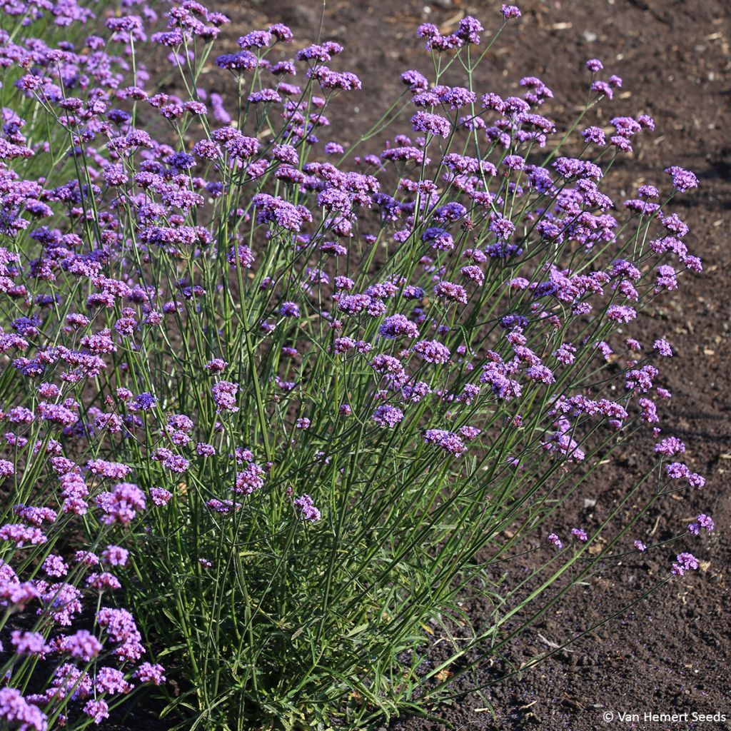 Verbena bonariensis Vanity - seeds