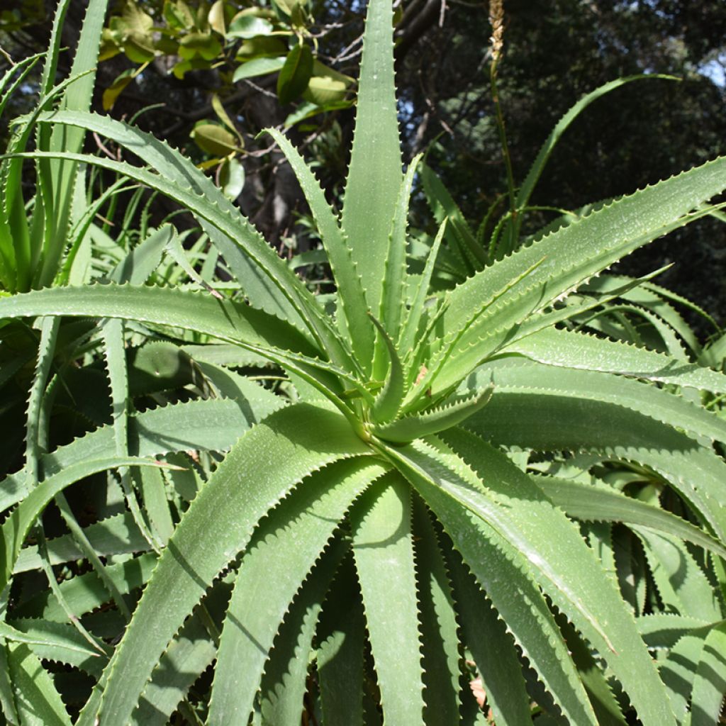 Aloe arborescens seeds