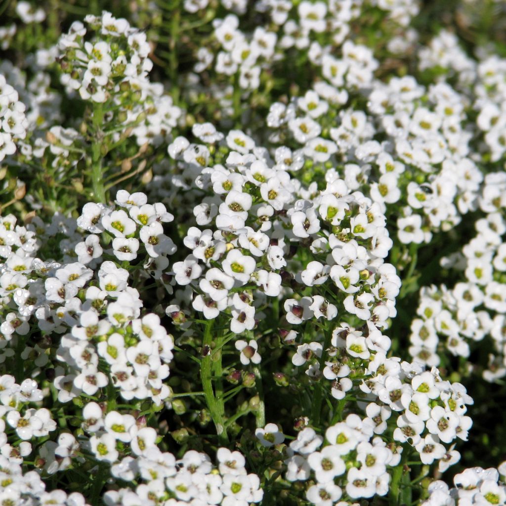 Lobularia maritima Carpet Of Snow - Sweet Alyssum seeds - Sweet Alyssum