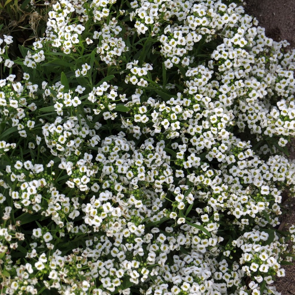 Lobularia maritima Carpet Of Snow - Sweet Alyssum seeds - Sweet Alyssum