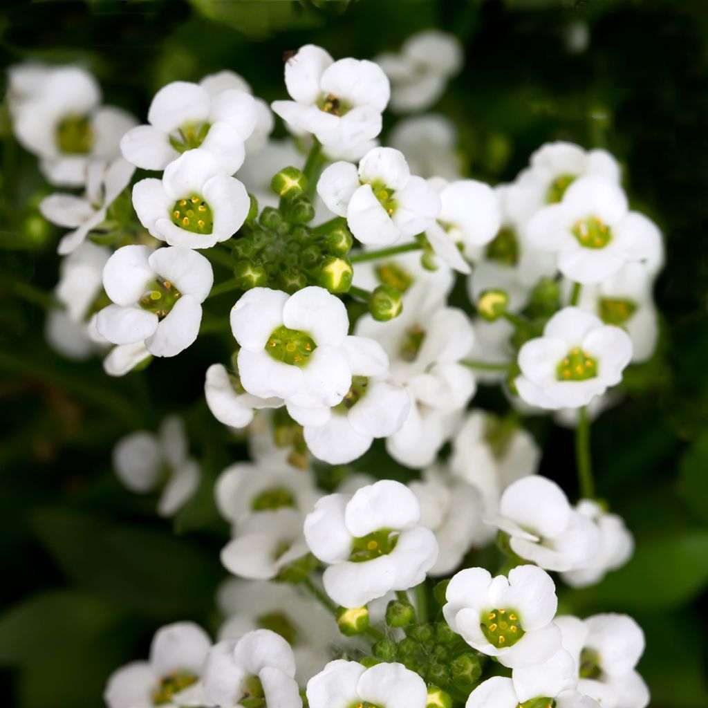 Lobularia maritima 'Giga White'