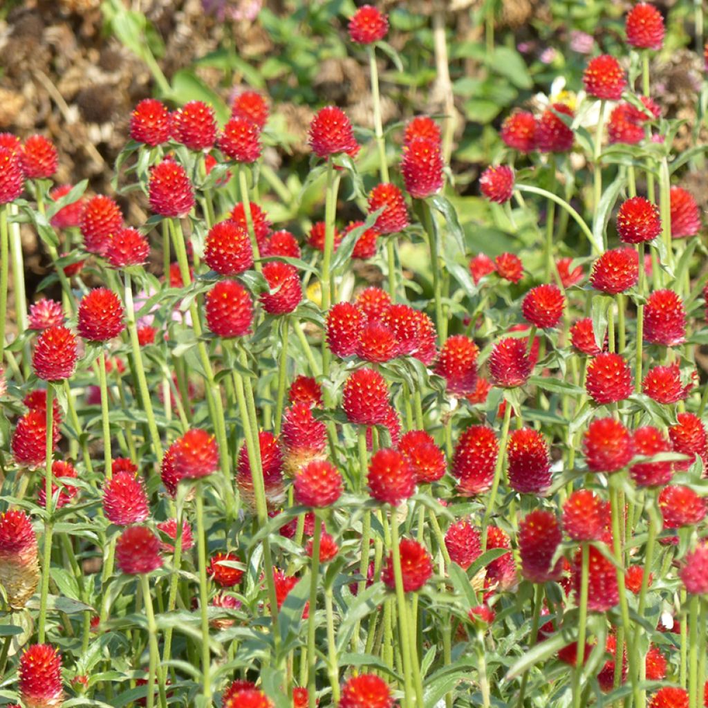 Gomphrena haageana Strawberry Fields Seeds - Globe Amaranth