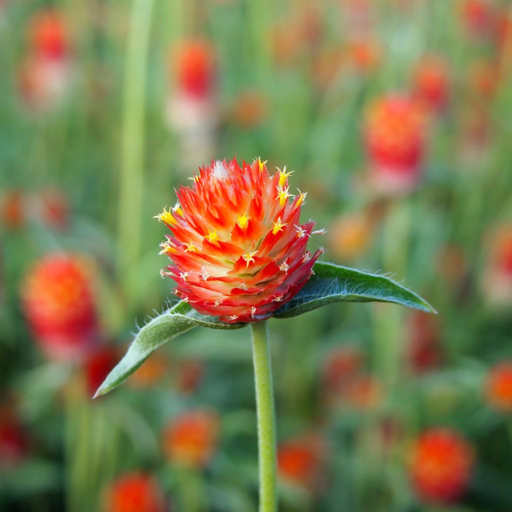 Gomphrena haageana Strawberry Fields Seeds - Globe Amaranth