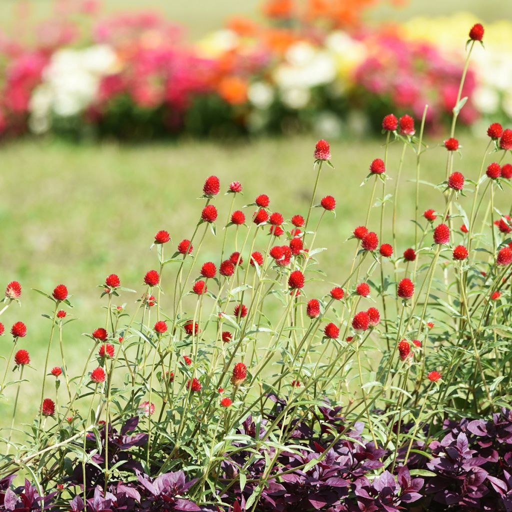 Gomphrena haageana Strawberry Fields Seeds - Globe Amaranth