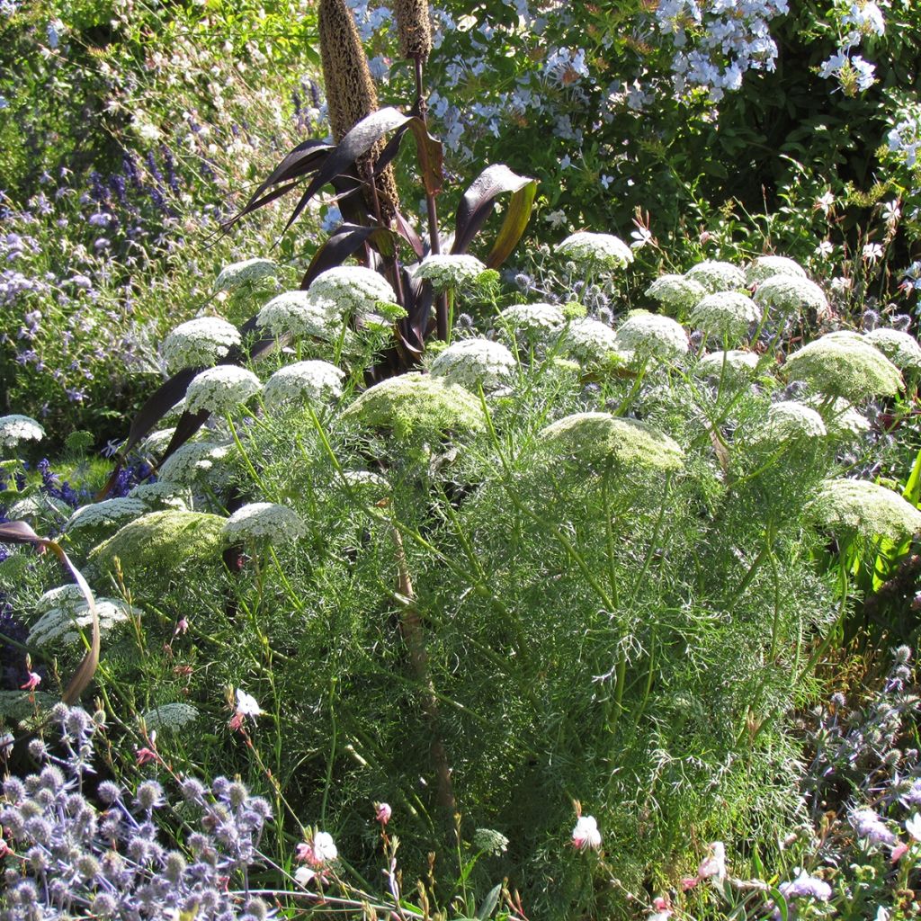 Graines d'Ammi visnaga Green Mist White