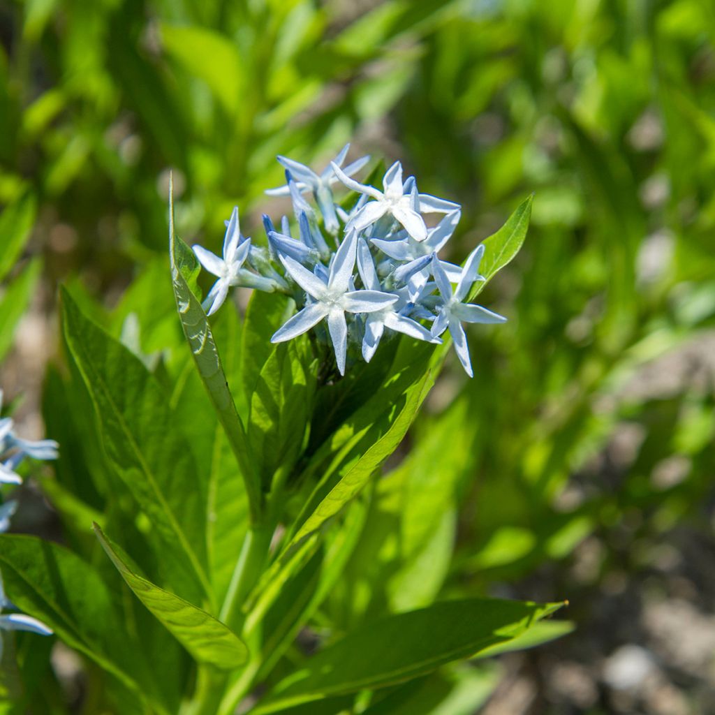 Amsonia tabernaemontana - Eastern bluestar