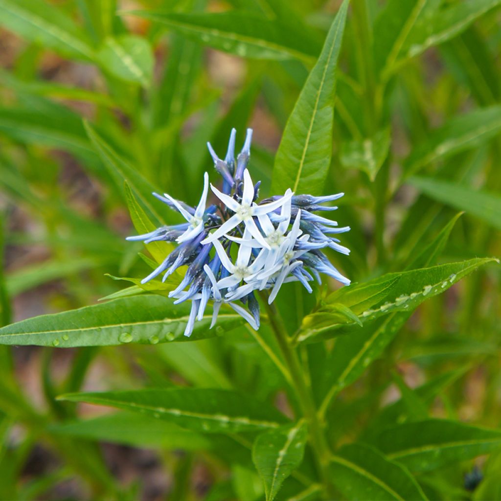 Amsonia tabernaemontana - Eastern bluestar