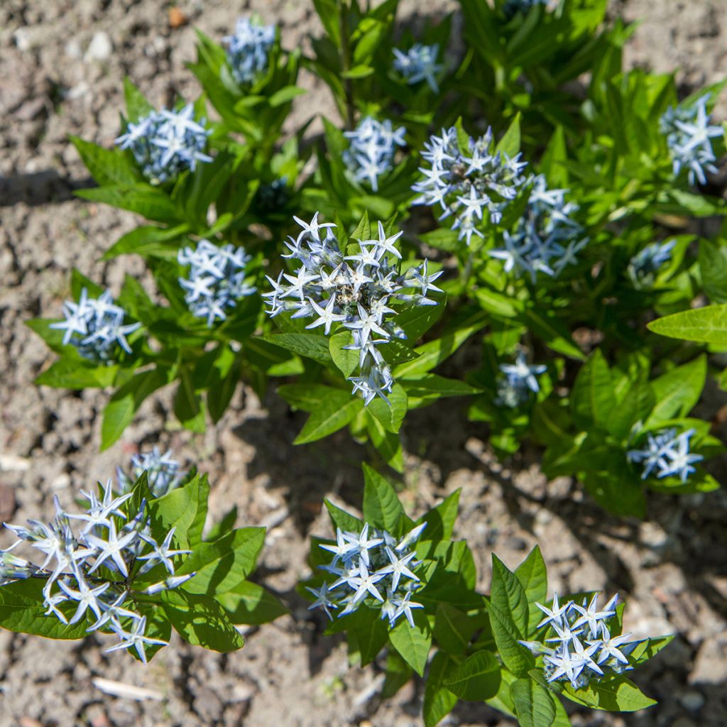 Amsonia tabernaemontana - Eastern bluestar