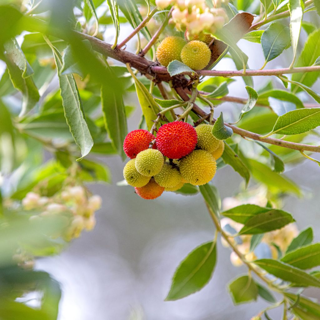 Arbutus unedo seeds - Strawberry tree