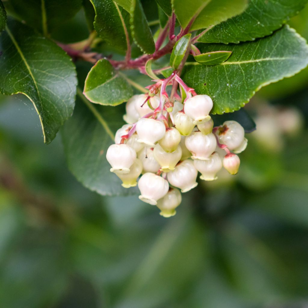 Arbutus unedo seeds - Strawberry tree