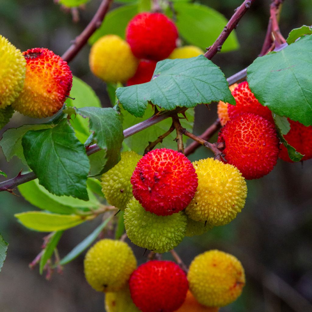 Arbutus unedo seeds - Strawberry tree