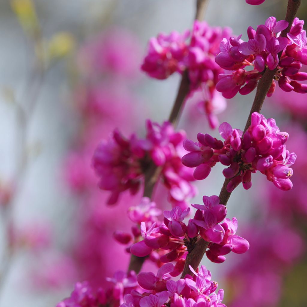 Cercis siliquastrum seeds - Judas Tree
