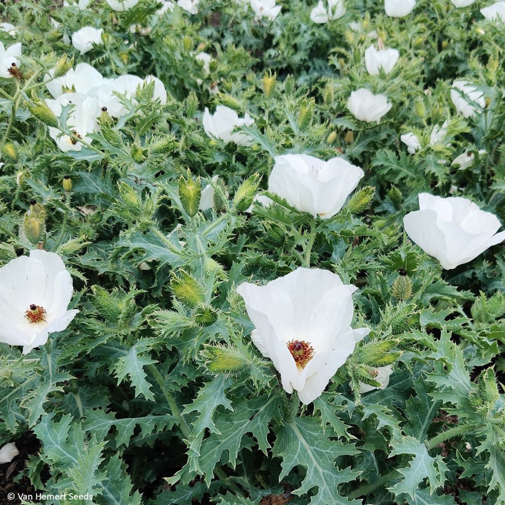 Argemone platyceras - Prickly Poppy