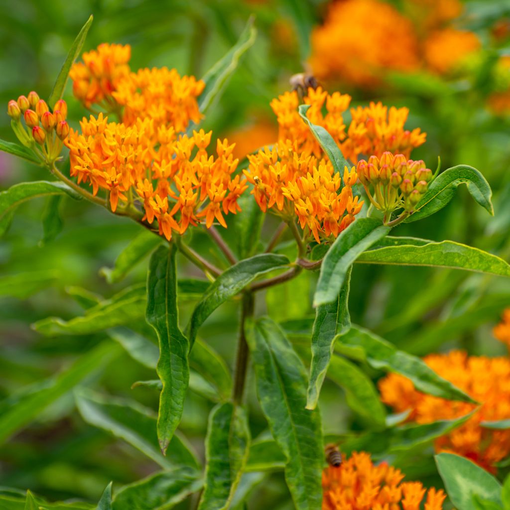 Asclepias tuberosa Seeds