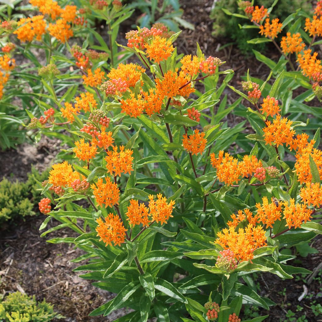 Asclepias tuberosa Seeds