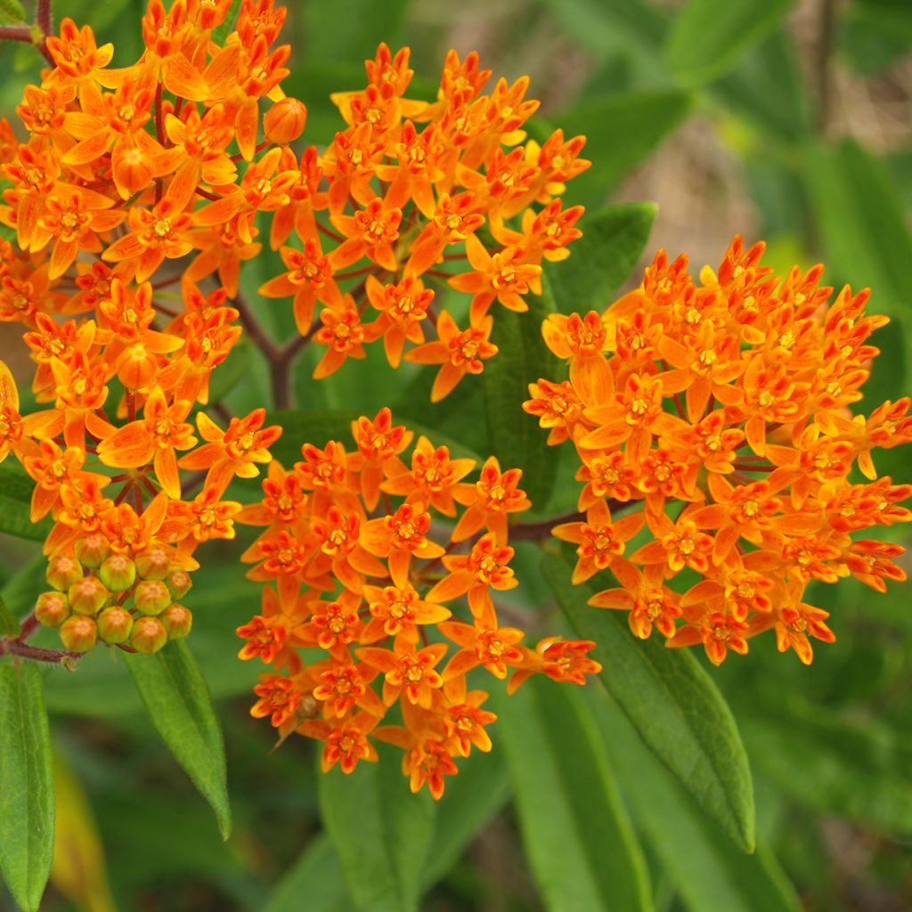 Asclepias tuberosa Seeds