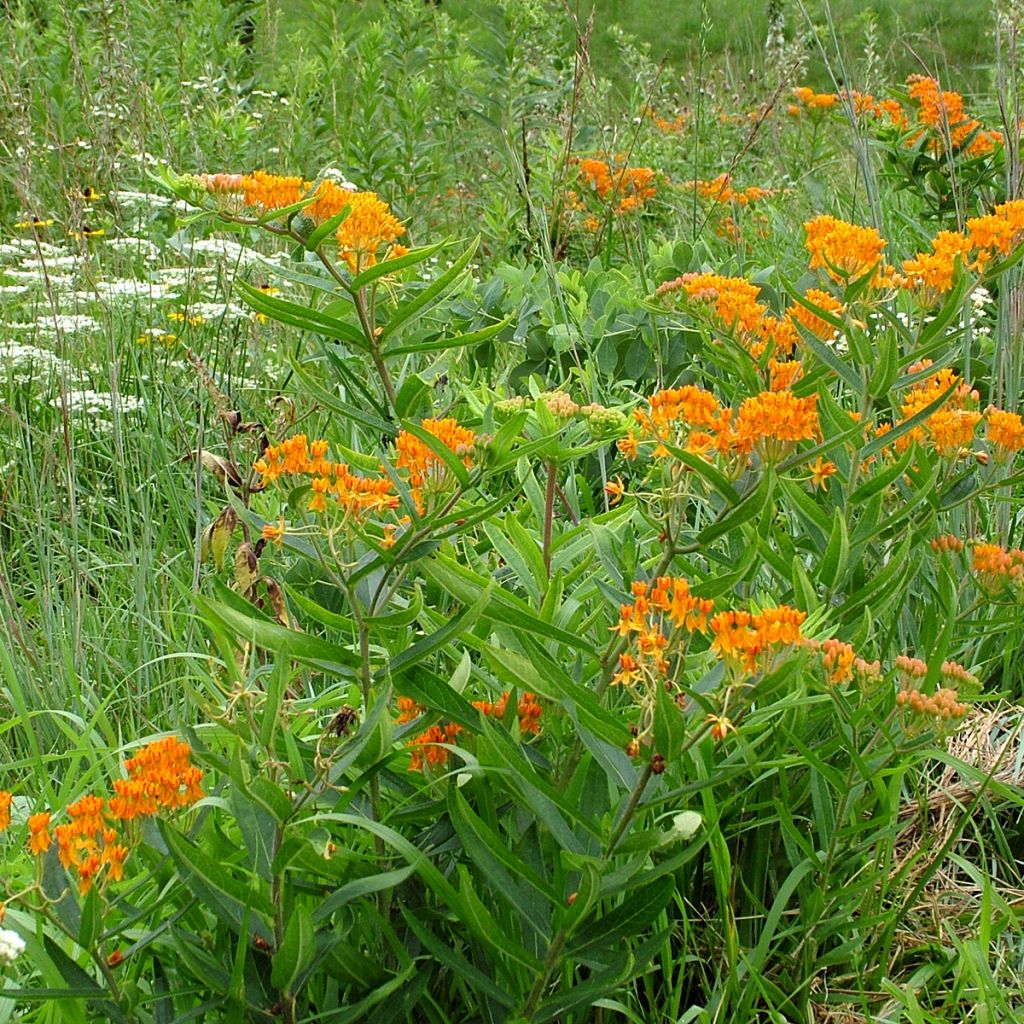 Asclepias tuberosa Seeds