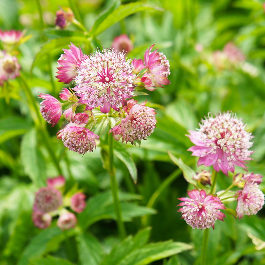 Astrantia major Ruby Cloud - Great Masterwort