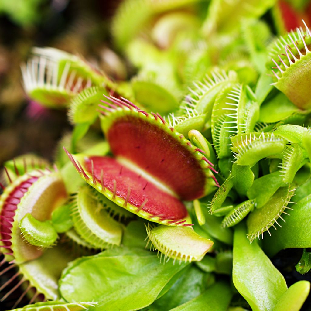 Venus flytrap seeds - Dionaea muscipula