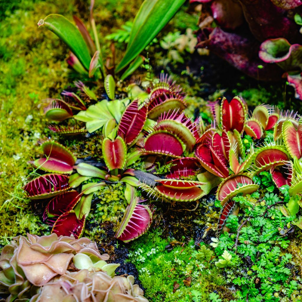 Venus flytrap seeds - Dionaea muscipula