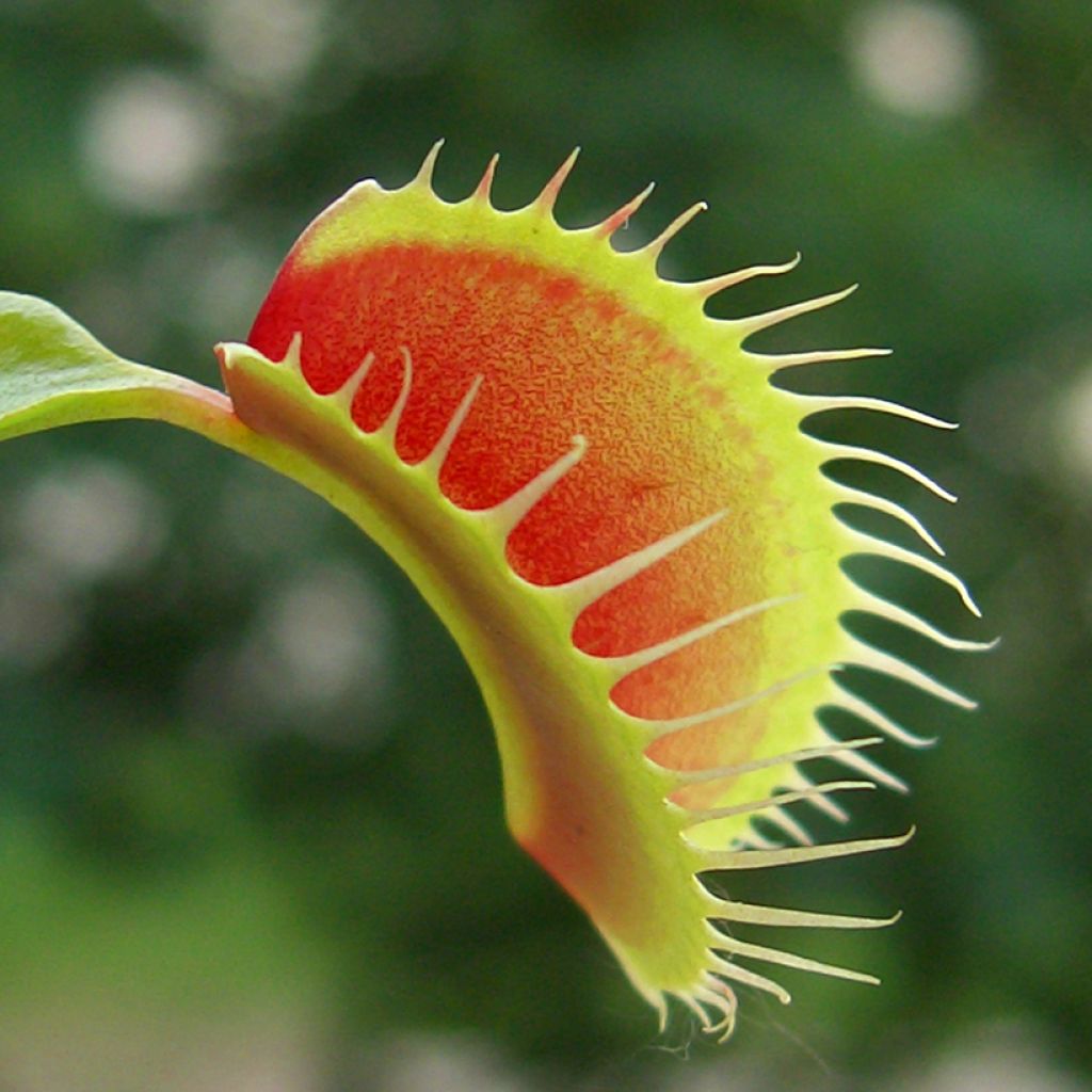 Venus flytrap seeds - Dionaea muscipula