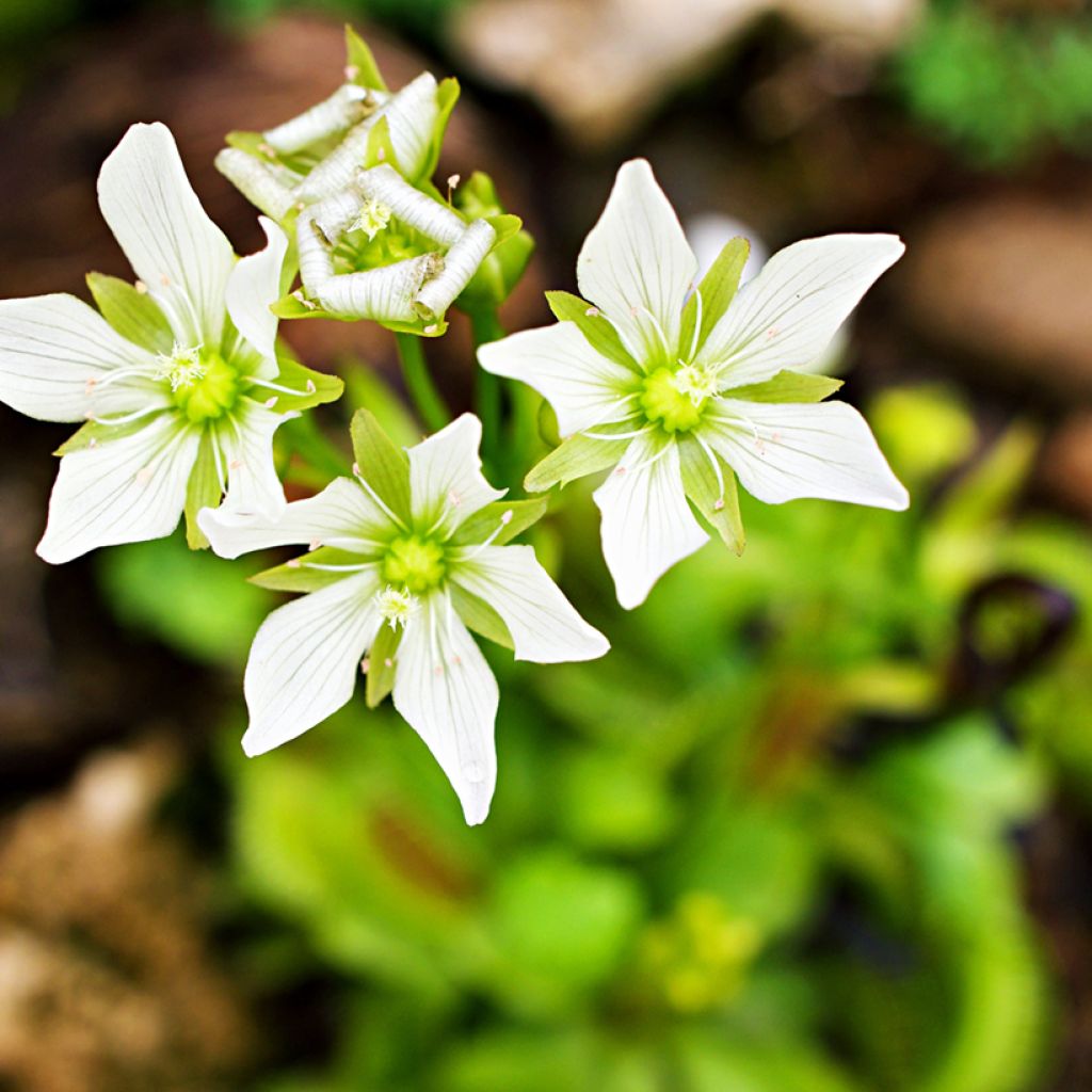Venus flytrap seeds - Dionaea muscipula