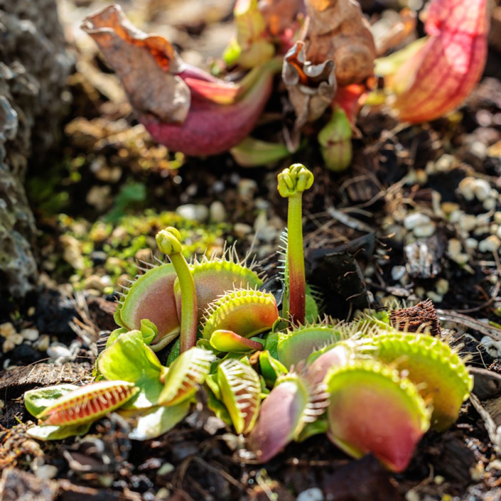 Venus flytrap seeds - Dionaea muscipula
