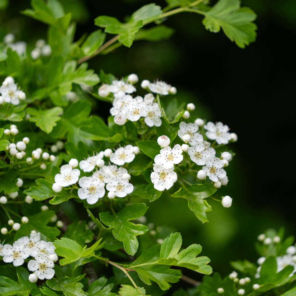 Crataegus monogyna - Hawthorn seeds