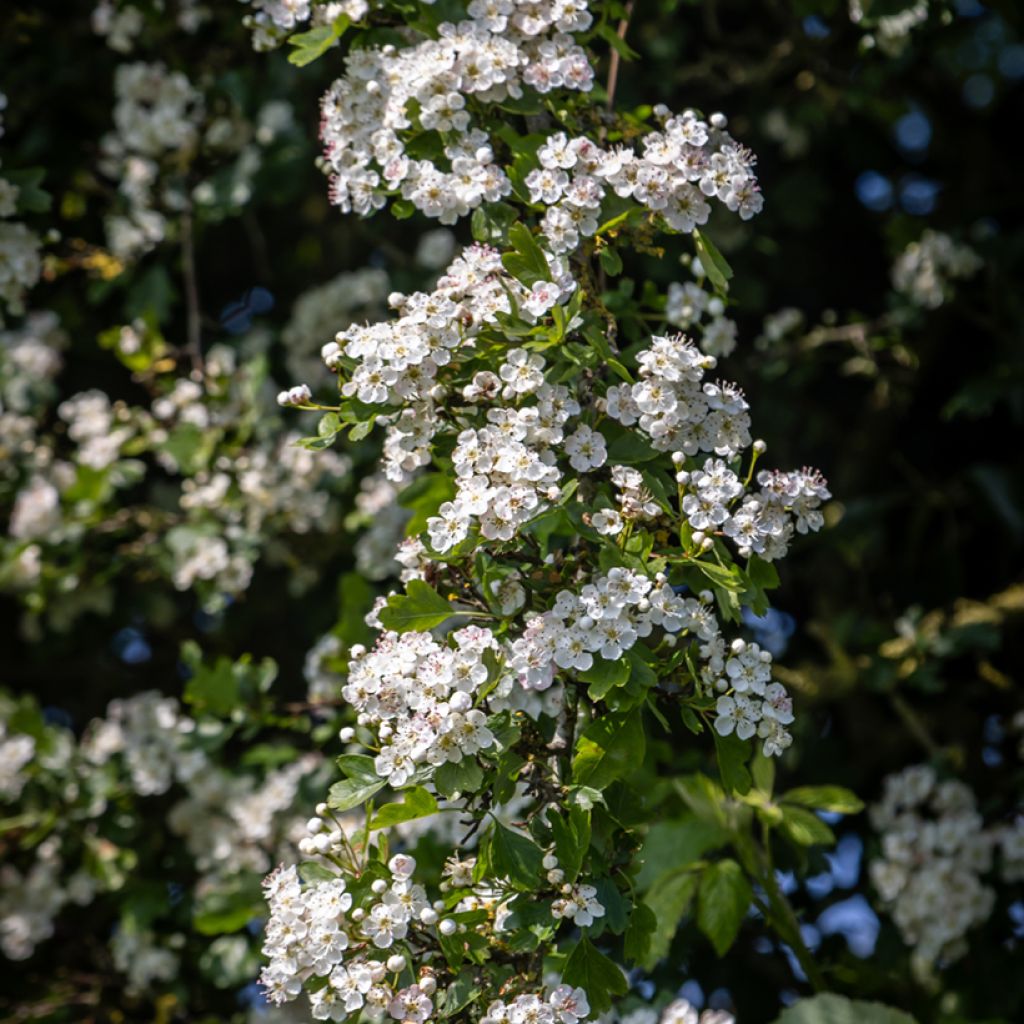 Crataegus monogyna - Hawthorn seeds
