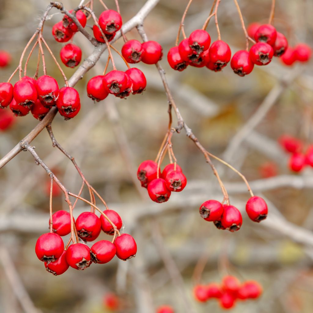 Crataegus monogyna - Hawthorn seeds