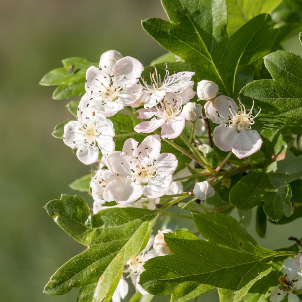 Crataegus monogyna - Hawthorn seeds