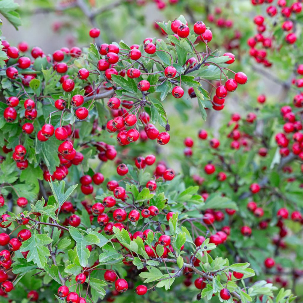 Crataegus monogyna - Hawthorn seeds