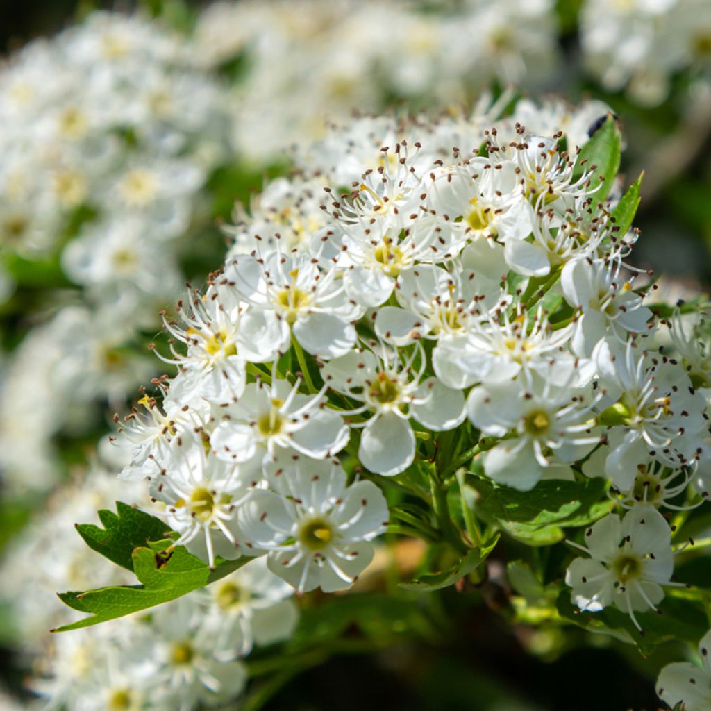 Crataegus monogyna - Hawthorn seeds