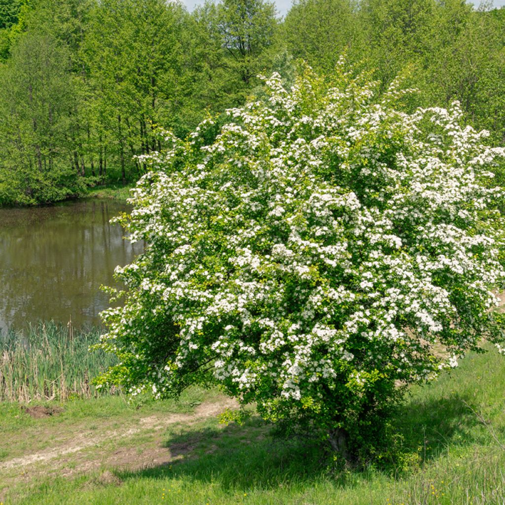 Crataegus monogyna - Hawthorn seeds