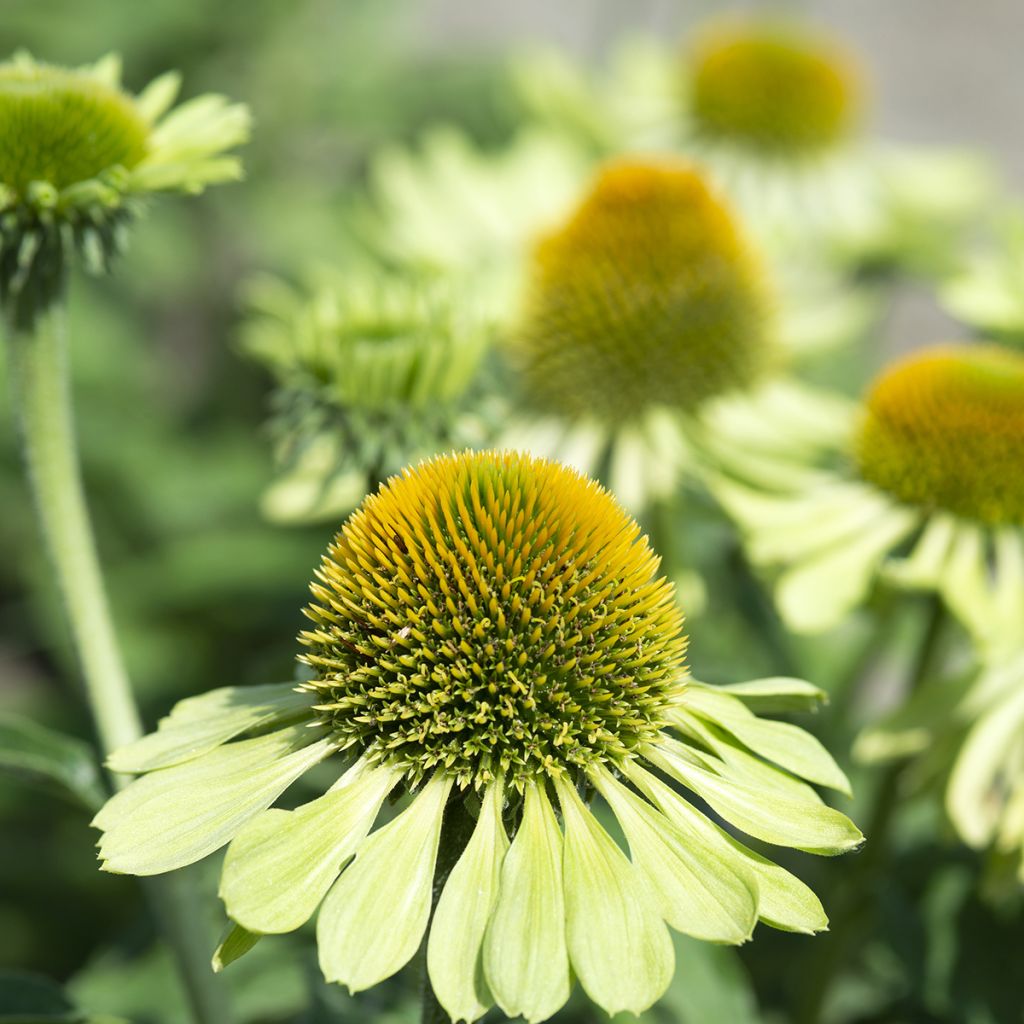 Echinacea purpurea 'Alan's Pride'