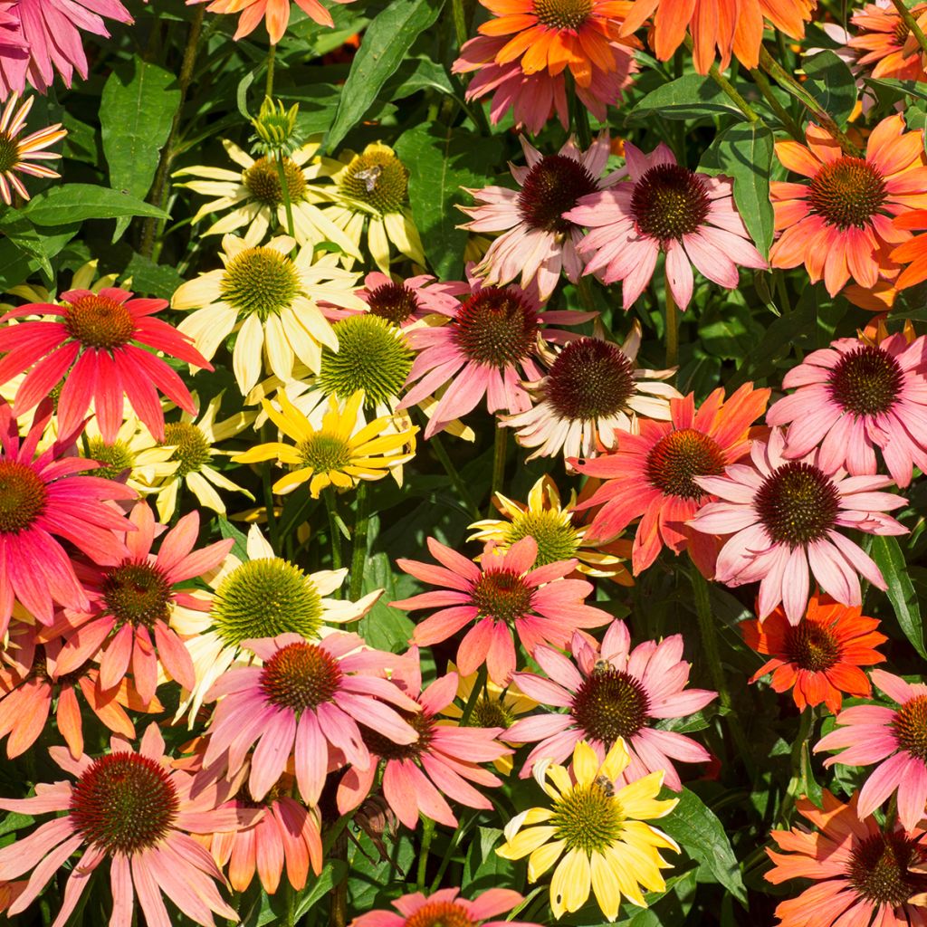 Graines d'Echinacea Magic Box - Rudbeckia pourpre