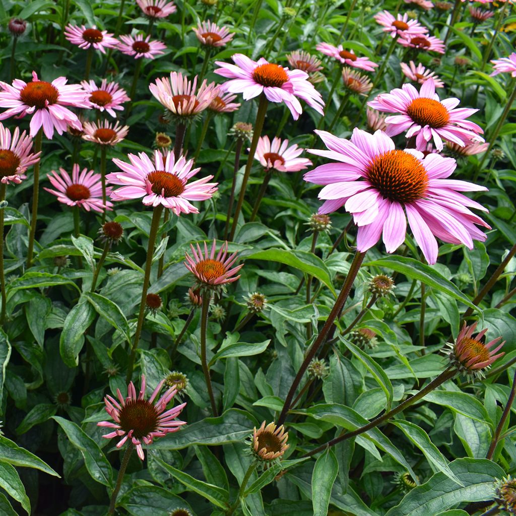 Echinacea purpurea Magnus Seeds - Purple Coneflower