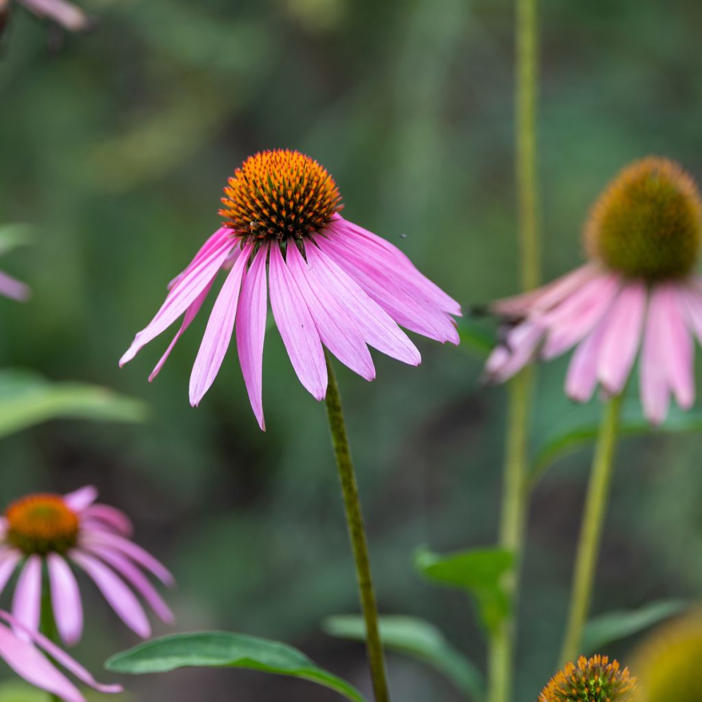 Echinacea purpurea Magnus Seeds - Purple Coneflower