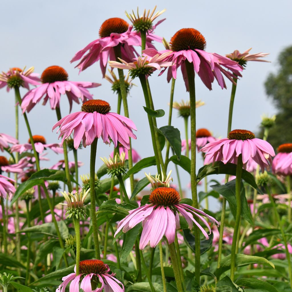 Echinacea purpurea Magnus Seeds - Purple Coneflower