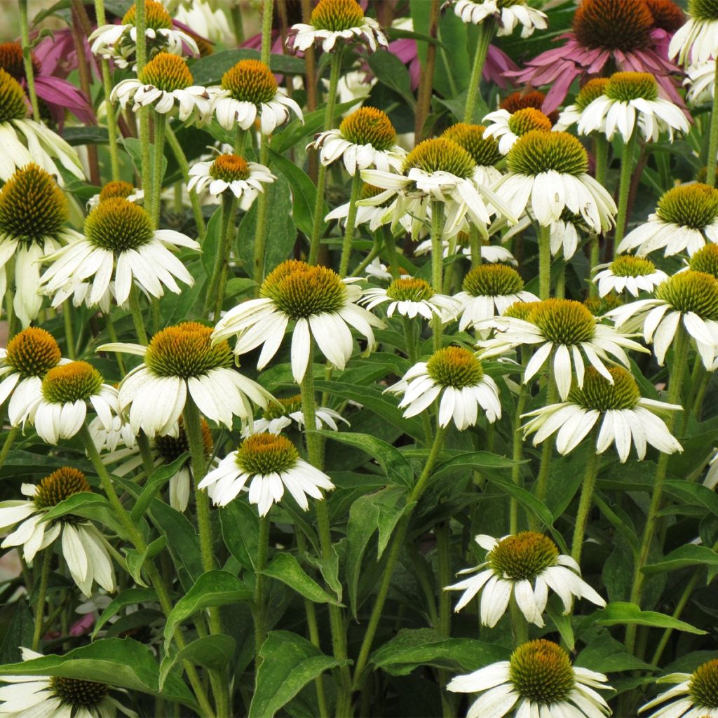 Graines d'Echinacea purpurea White Swan - Rudbeckia pourpre