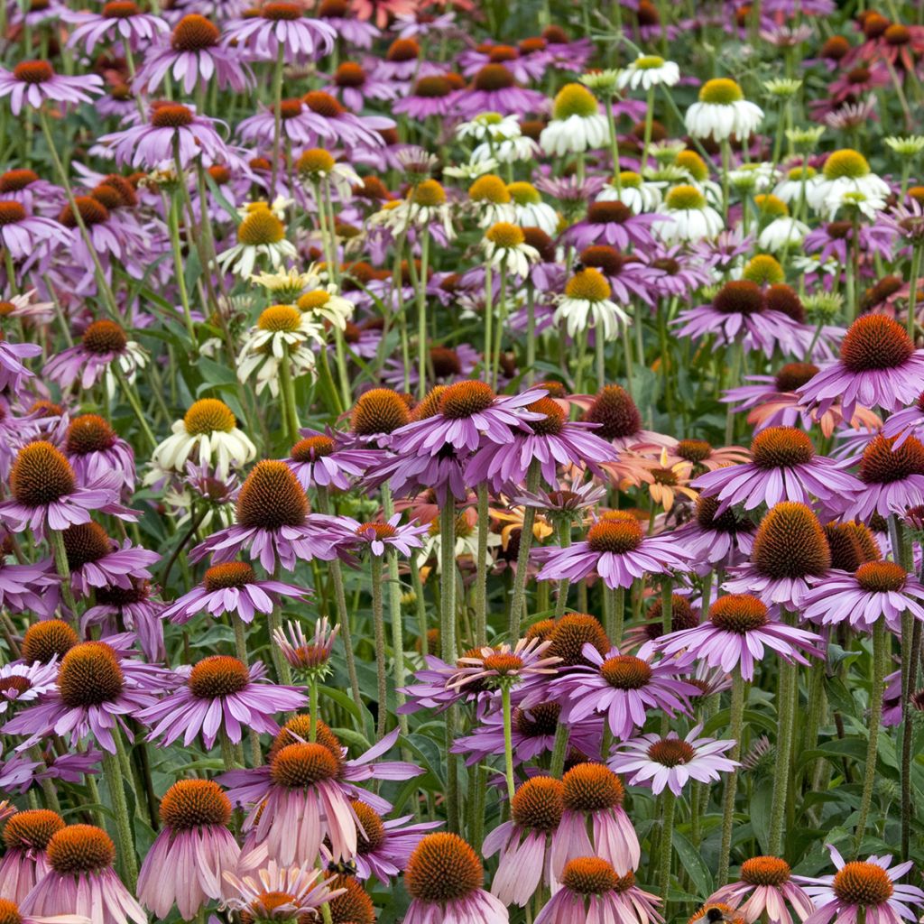 Graines d'Echinacea Magic Box - Rudbeckia pourpre