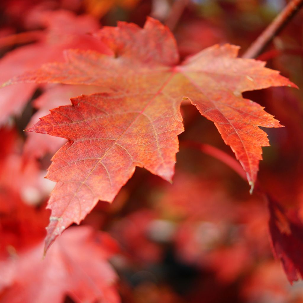 Acer rubrum seeds - Red maple