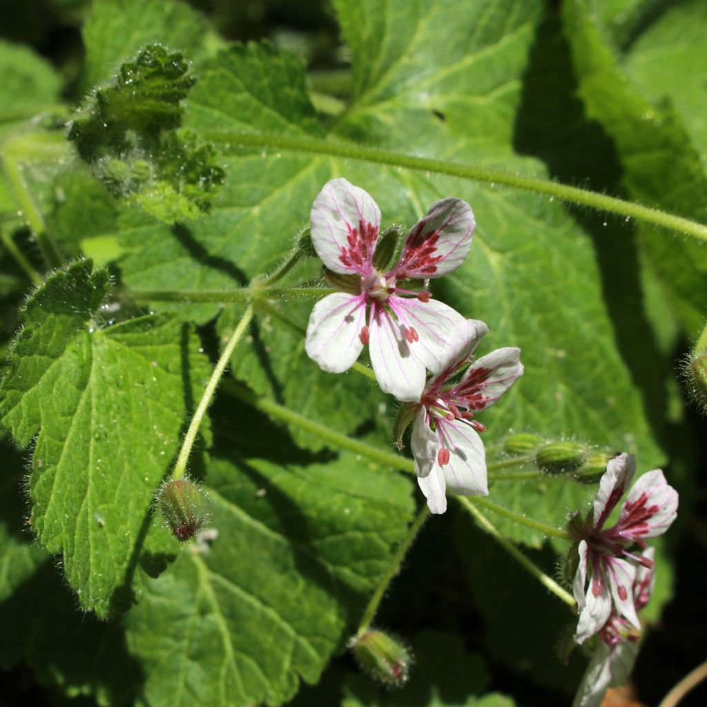 Erodium pelargoniflorum Sweetheart Seeds - Storksbill