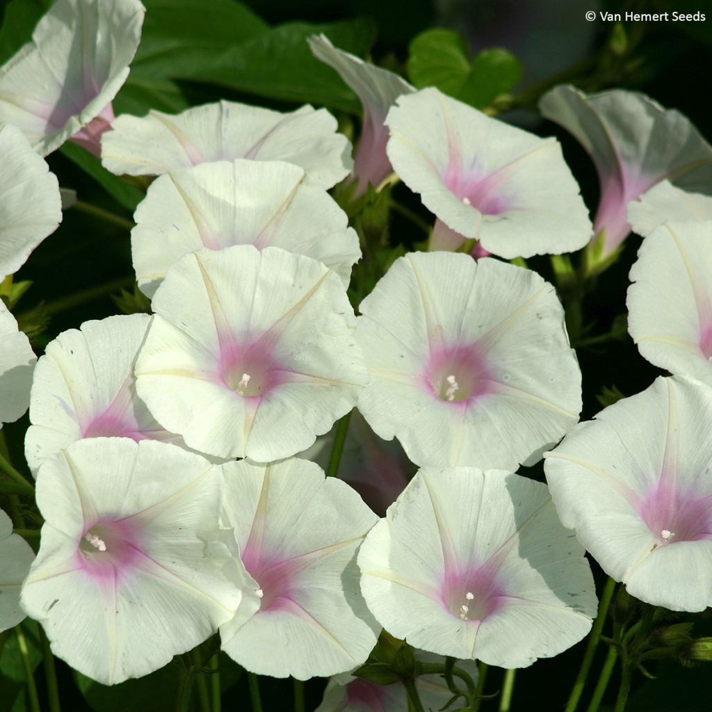 Ipomoea purpurea 'Dolce Vita'