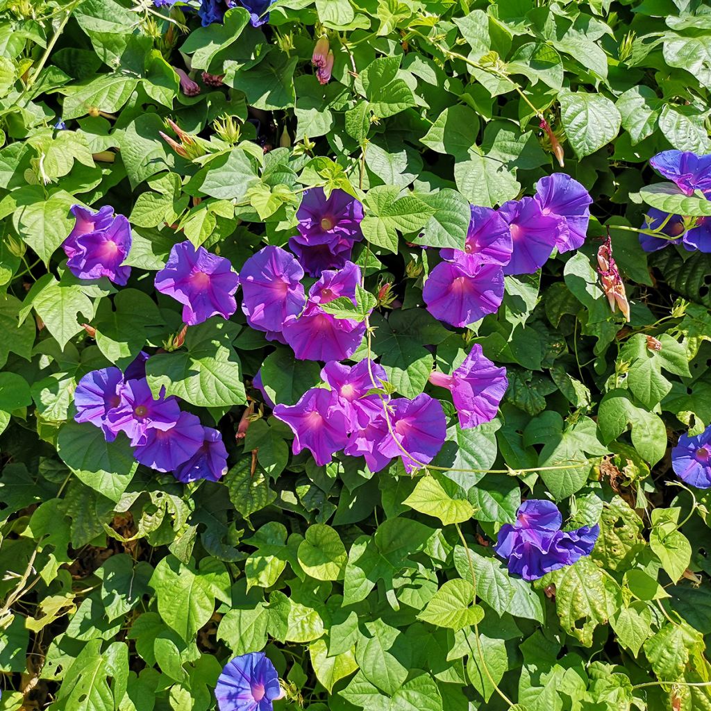 Ipomoea purpurea - Morning Glory Grandpa Ott Seeds