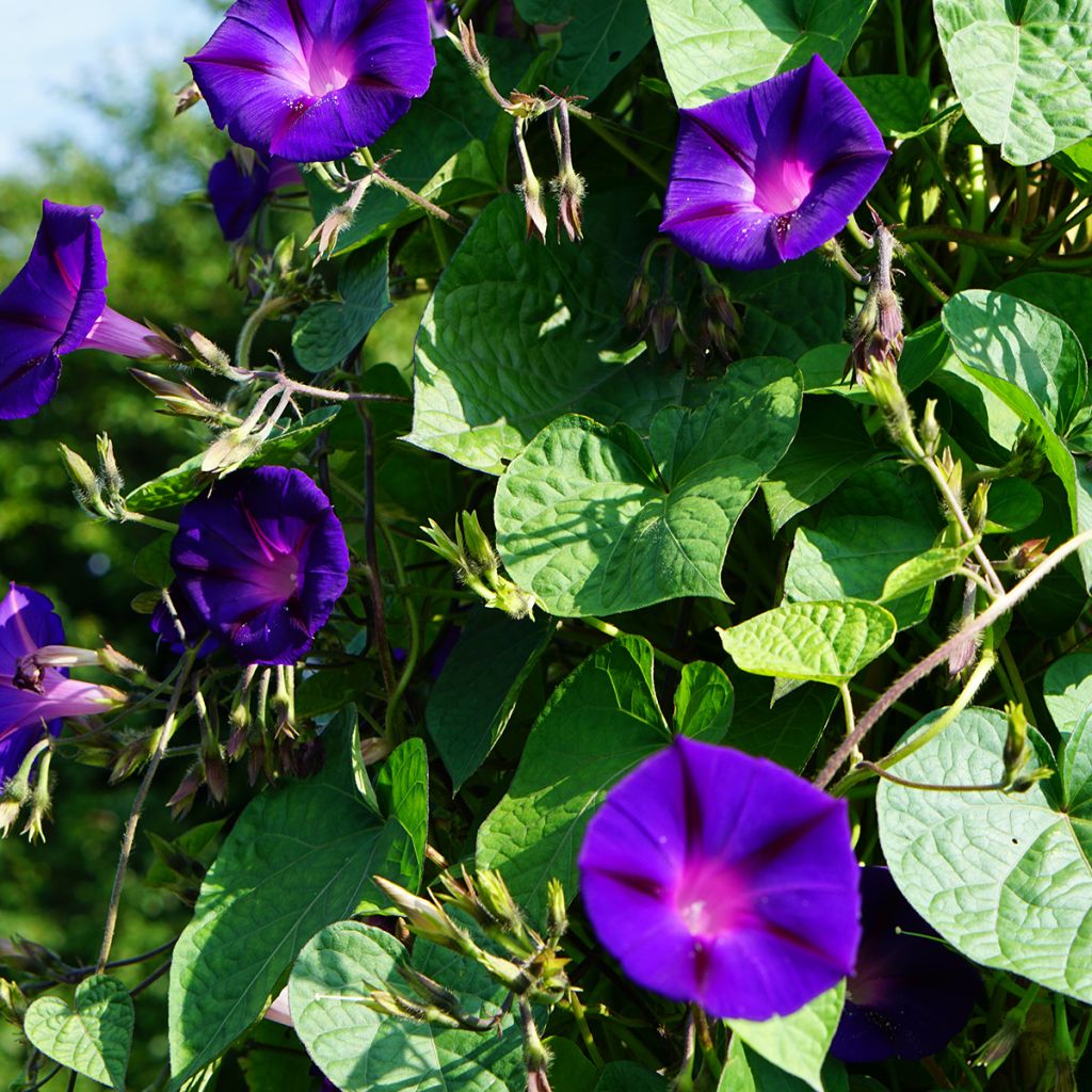 Ipomoea purpurea - Morning Glory Grandpa Ott Seeds