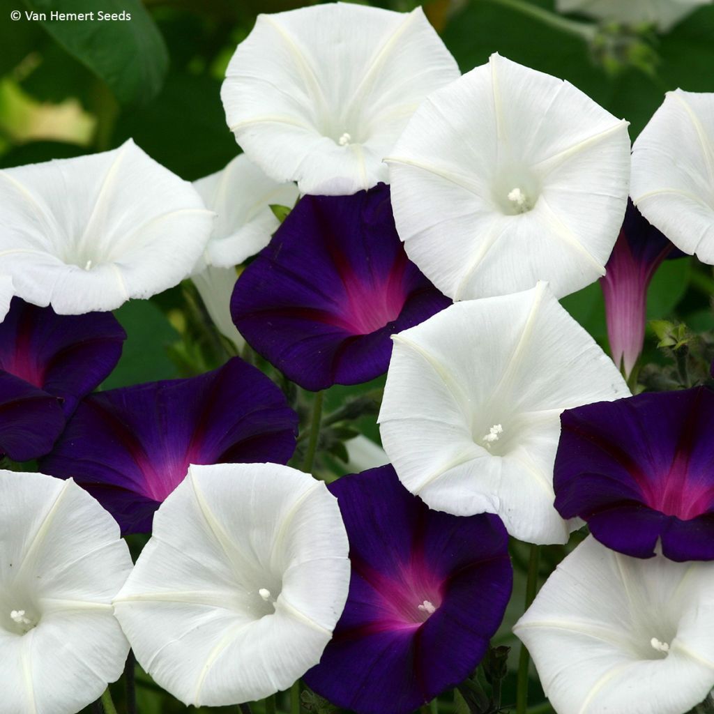 Ipomoea purpurea 'Shadow Dance'