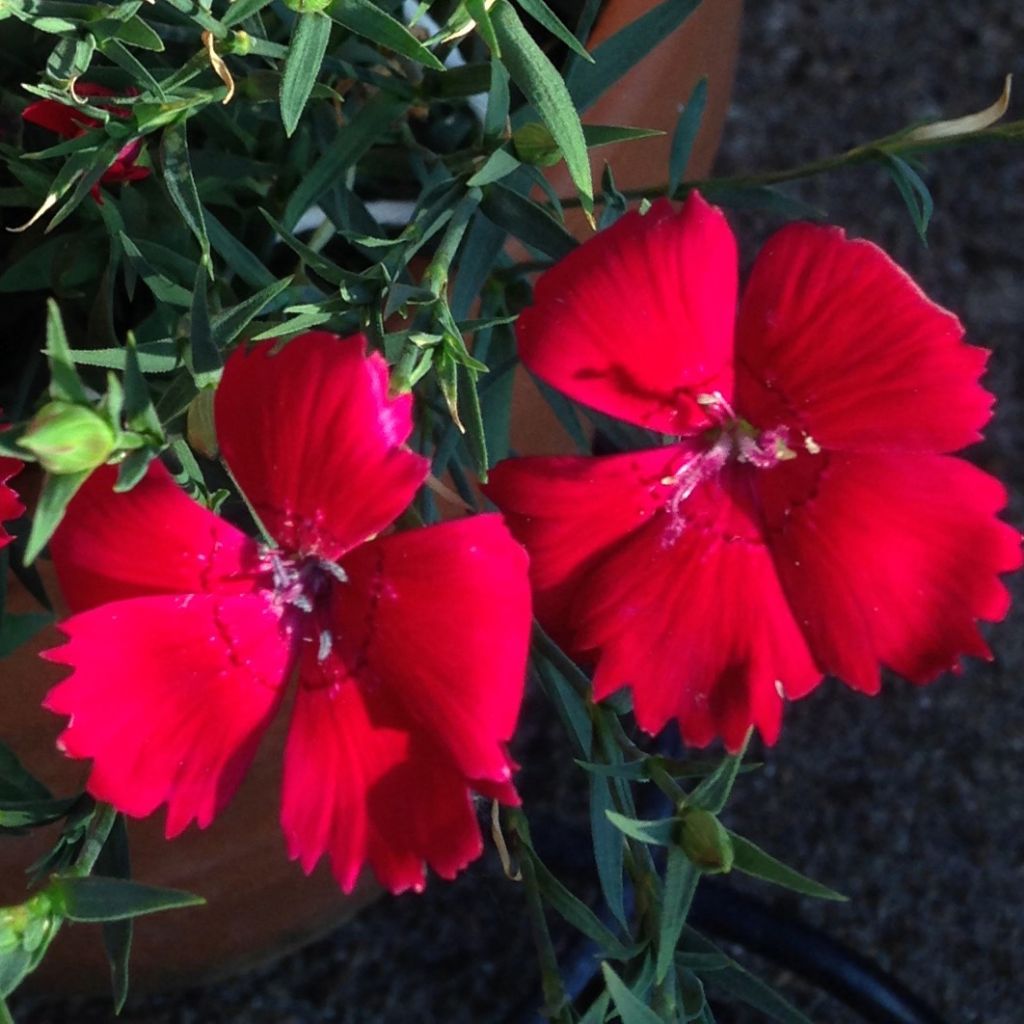 Graines d'Oeillet annuel Brilliancy - Dianthus deltoïdes