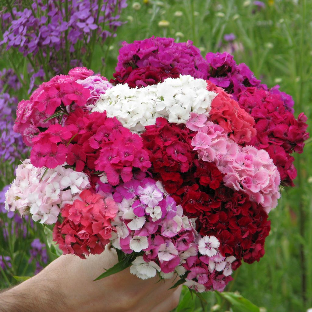 Dianthus barbatus Summer Sundae Seeds - Sweet William