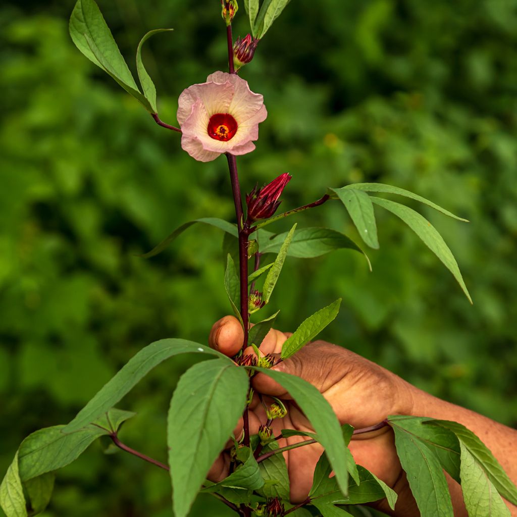 Hibiscus sabdariffa - Guinea Sorrel seeds